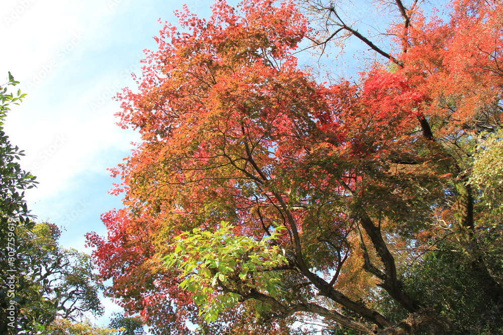 秋の風景　グラデーションがついた紅葉