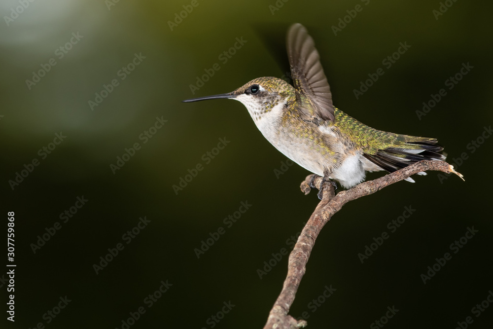 Fototapeta premium Ruby Throated Hummingbird Perched Delicately on a Slender Tree Branch