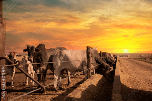 fazenda