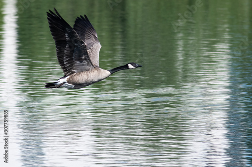 Canada Goose Flying Low Over the Water