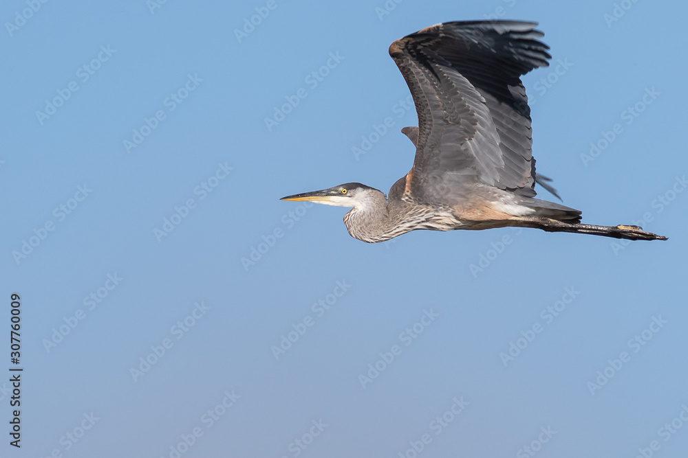 Obraz premium Great Blue Heron Flying in a Blue Sky
