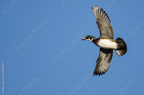 Photography Wood Duck Flying in a Blue Sky
