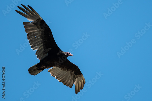 Turkey Vulture Flying in a Blue Sky