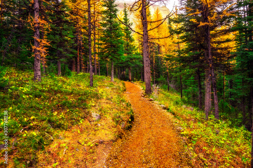 Rich Trail Through Deep Woods In Autumn Mountain Wilderness
