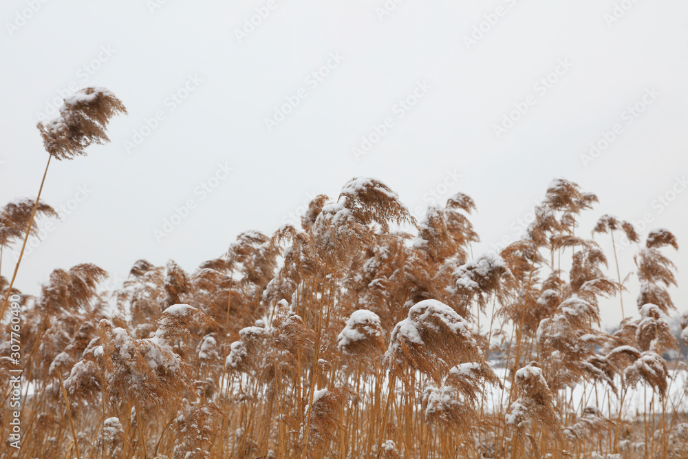 Fototapeta premium reeds in the snow