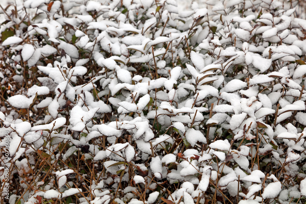 Euonymus in the snow Euonymus in the snow