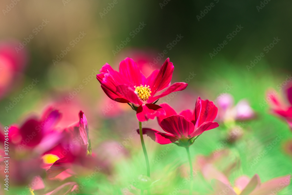 Background view of close-up flowers, colorful cosmos (pink, purple) planted in a garden plot, blurred by the wind blowing, looking fresh and comfortable Background view of close-up flowers, colorful cosmos (pink, purple) planted in a garden plot, blurred by the wind blowing, looking fresh and comfortable