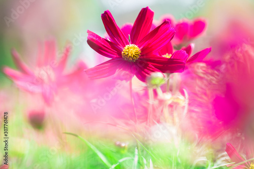 Background view of close-up flowers, colorful cosmos (pink, purple) planted in a garden plot, blurred by the wind blowing, looking fresh and comfortable