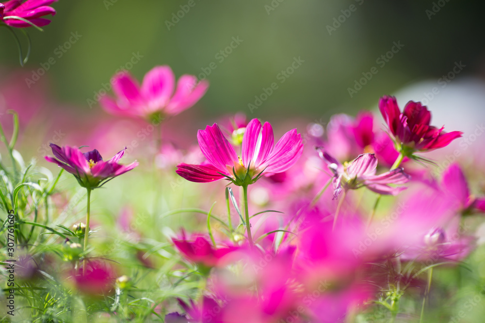 Background view of close-up flowers, colorful cosmos (pink, purple) planted in a garden plot, blurred by the wind blowing, looking fresh and comfortable Background view of close-up flowers, colorful cosmos (pink, purple) planted in a garden plot, blurred by the wind blowing, looking fresh and comfortable