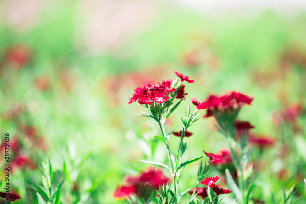 Background view of close-up flowers, colorful cosmos (pink, purple) planted in a garden plot, blurred by the wind blowing, looking fresh and comfortable Background view of close-up flowers, colorful cosmos (pink, purple) planted in a garden plot, blurred by the wind blowing, looking fresh and comfortable