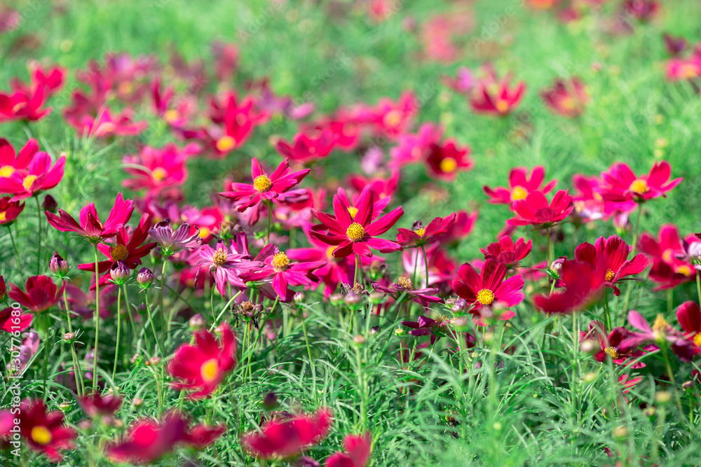 Background view of close-up flowers, colorful cosmos (pink, purple) planted in a garden plot, blurred by the wind blowing, looking fresh and comfortable Background view of close-up flowers, colorful cosmos (pink, purple) planted in a garden plot, blurred by the wind blowing, looking fresh and comfortable