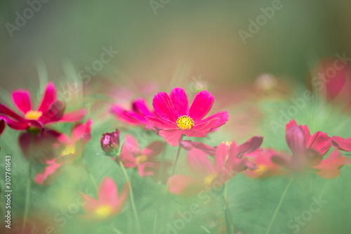 Background view of close-up flowers  colorful cosmos  pink  purple  planted in a garden plot  blurred by the wind blowing  looking fresh and comfortable