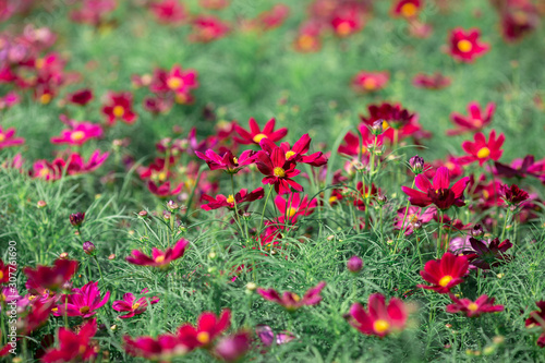 Background view of close-up flowers, colorful cosmos (pink, purple) planted in a garden plot, blurred by the wind blowing, looking fresh and comfortable © bangprik