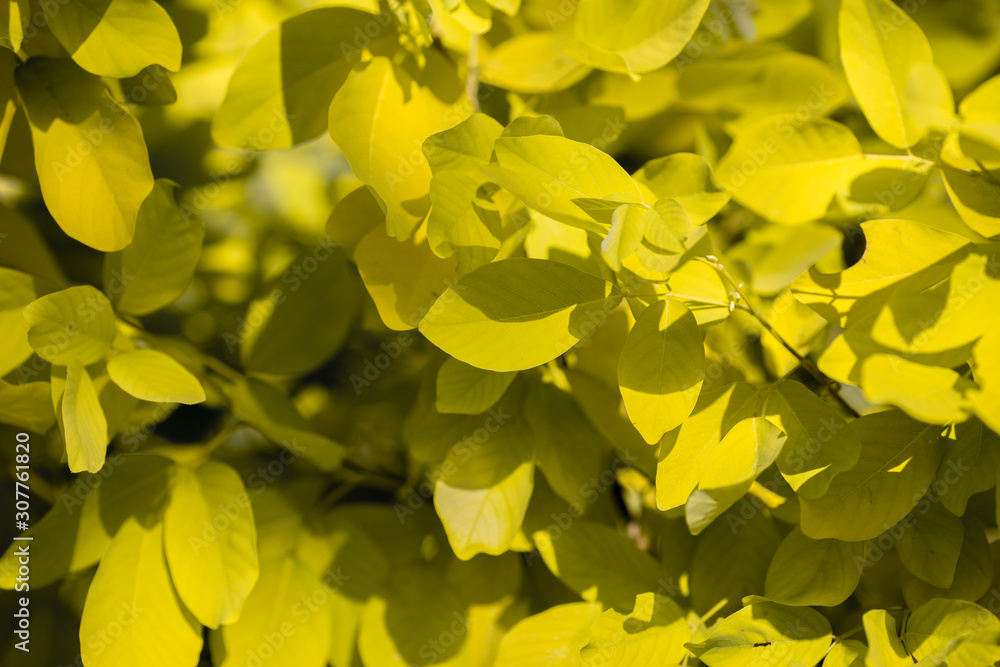 Blurred abstract background of autumn colors (yellow, light green), beautiful species, to decorate gardens or plant them at restaurants or bakeries for the beauty of customers who come to use in store Blurred abstract background of autumn colors (yellow, light green), beautiful species, to decorate gardens or plant them at restaurants or bakeries for the beauty of customers who come to use in store