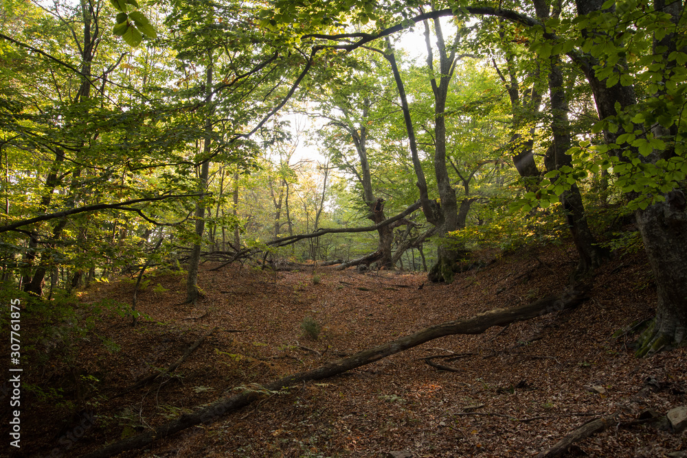 Fototapeta premium in the forest with beautiful trees