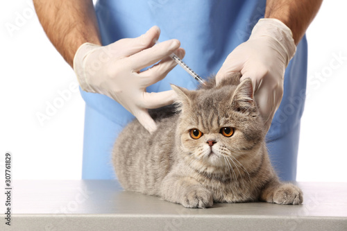 Tablou pe pânză Veterinarian vaccinating cute cat on white background, closeup