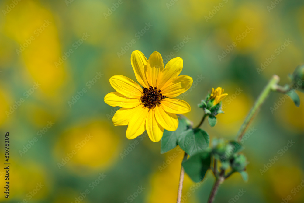 Background view of colorful flowers (sunflower) planted in a garden plot or on the side of the road, for the beauty of the viewer. Background view of colorful flowers (sunflower) planted in a garden plot or on the side of the road, for the beauty of the viewer.