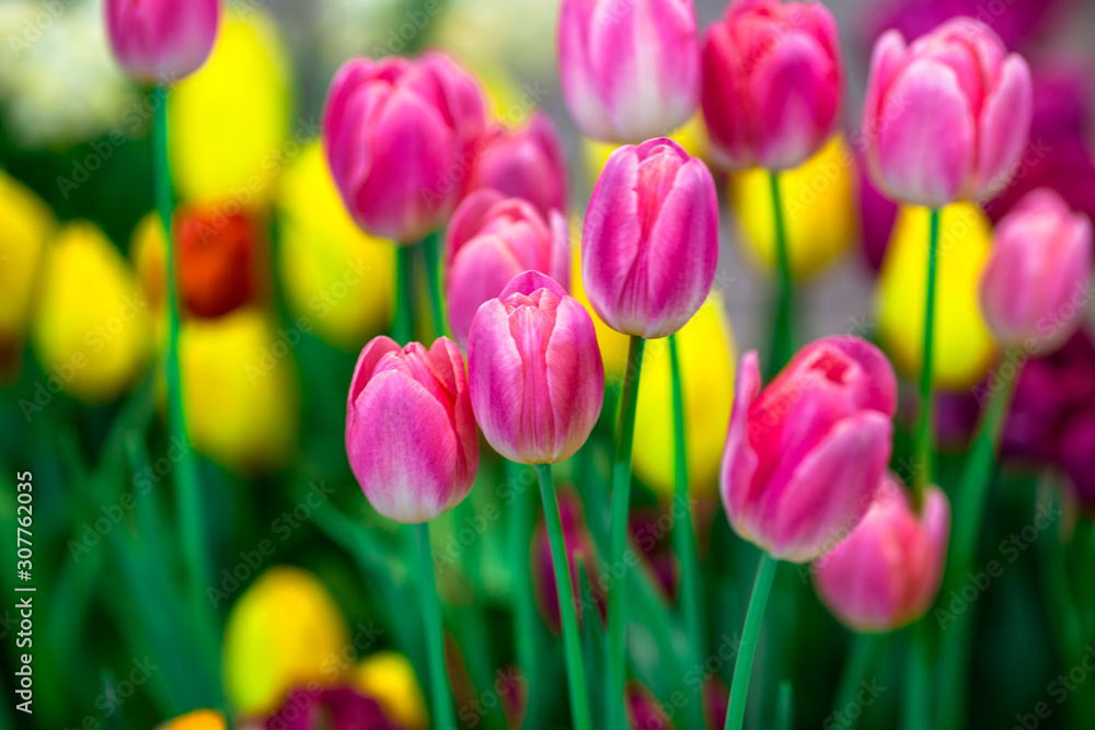Flower background view The colorful colors of tulips (pink, red, white, orange, yellow, green, purple) planted in gardens for the beauty of the spectators, are species that grow in cold weather.