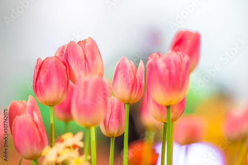 Flower background view The colorful colors of tulips  pink  red  white  orange  yellow  green  purple  planted in gardens for the beauty of the spectators  are species that grow in cold weather.