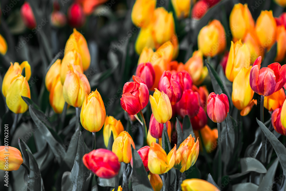 Obraz premium The background view of the colorful flowers of tulips (pink, red, white, orange, yellow, green, purple) planted in a garden plot for the beauty to see, is a species that grows in cold weather