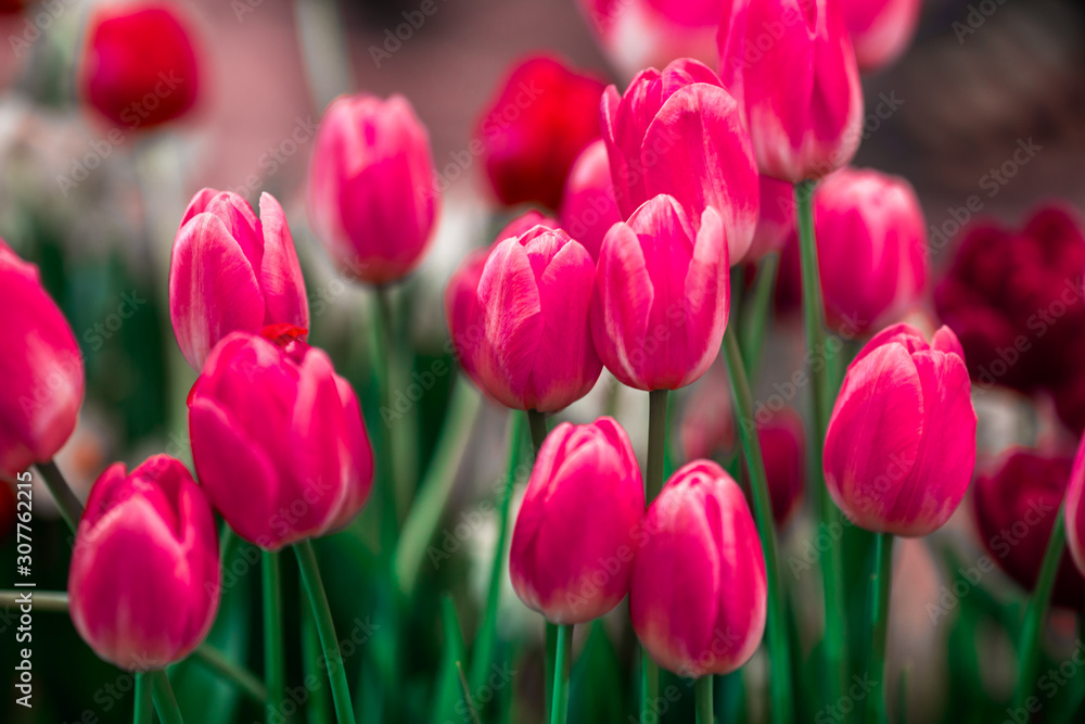 The background view of the colorful flowers of tulips (pink, red, white, orange, yellow, green, purple) planted in a garden plot for the beauty to see, is a species that grows in cold weather The background view of the colorful flowers of tulips (pink, red, white, orange, yellow, green, purple) planted in a garden plot for the beauty to see, is a species that grows in cold weather