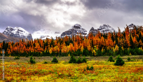 Larch Valley In Autumn With Snow Capped Peaks