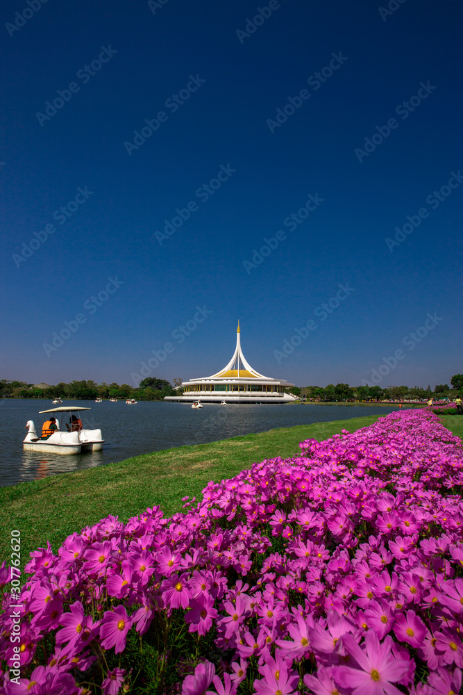 Background wallpaper of colorful flowers of the cosmos flower (pink, purple) grown in large gardens in the park (Suan Luang Rama 9). Background wallpaper of colorful flowers of the cosmos flower (pink, purple) grown in large gardens in the park (Suan Luang Rama 9).