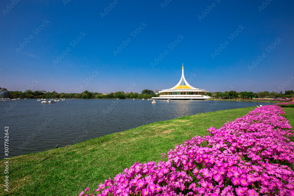 Background wallpaper of colorful flowers of the cosmos flower (pink, purple) grown in large gardens in the park (Suan Luang Rama 9). Background wallpaper of colorful flowers of the cosmos flower (pink, purple) grown in large gardens in the park (Suan Luang Rama 9).