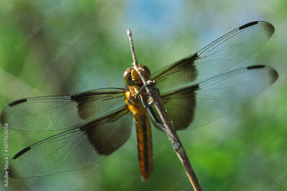 512 Widow Skimmer 512 Widow Skimmer