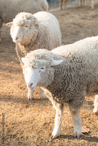 Sheep in nature on meadow. Farming outdoor.