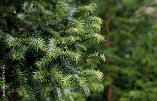 Close up Green Pine Leaves for Christmas Decoration