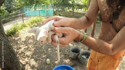fully wet white kit with big eyes and ears man's hands put and wrap in towel rural countryard sunny day photo