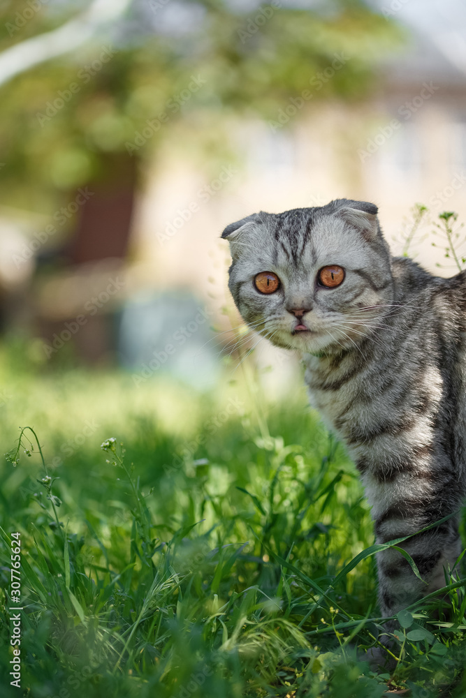 tabby cat walks along the grass in the courtyard