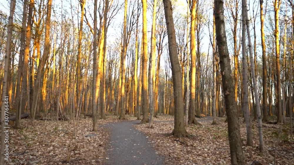 Radiant Spring Forest (4K UHD Steadicam Gimbal Shot) Radiant Spring Forest (4K UHD Steadicam Gimbal Shot)