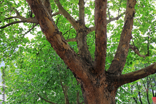 Platanus orientalis branch