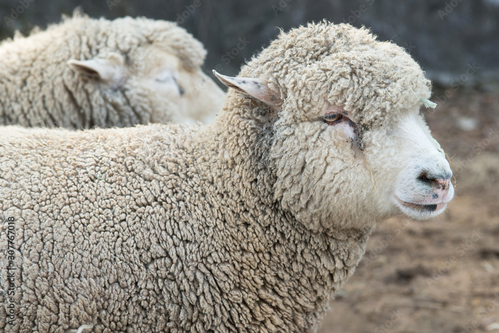Sheep in nature on meadow. Farming outdoor. Sheep in nature on meadow. Farming outdoor.