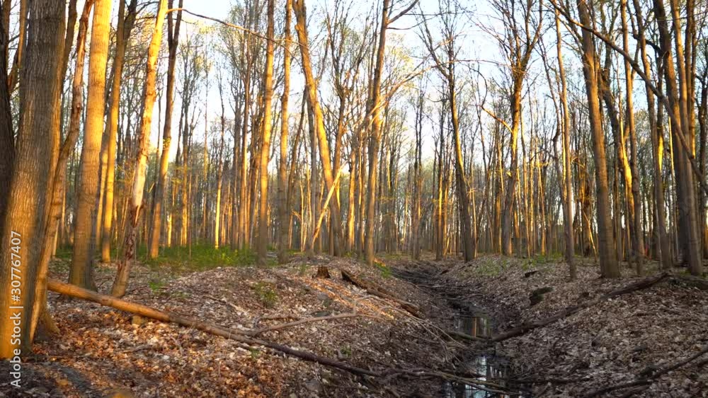 Radiant Spring Forest (4K UHD Steadicam Gimbal Shot) Radiant Spring Forest (4K UHD Steadicam Gimbal Shot)