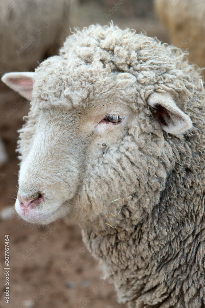Sheep in nature on meadow. Farming outdoor. Sheep in nature on meadow. Farming outdoor.