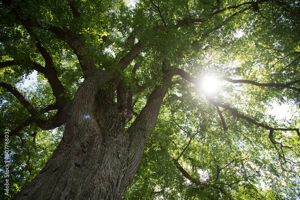 Fototapeta premium Sunlight shining through giant tree canopy with trunk in foreground
