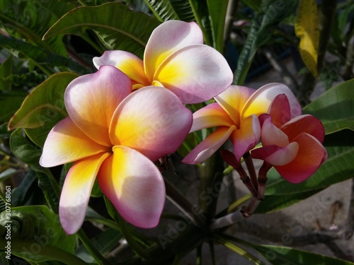 Wallpaper Mural Tropical Flowers Torontodigital.ca