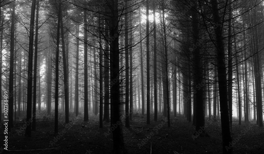 shapes from trees in the forest shapes from trees in the forest