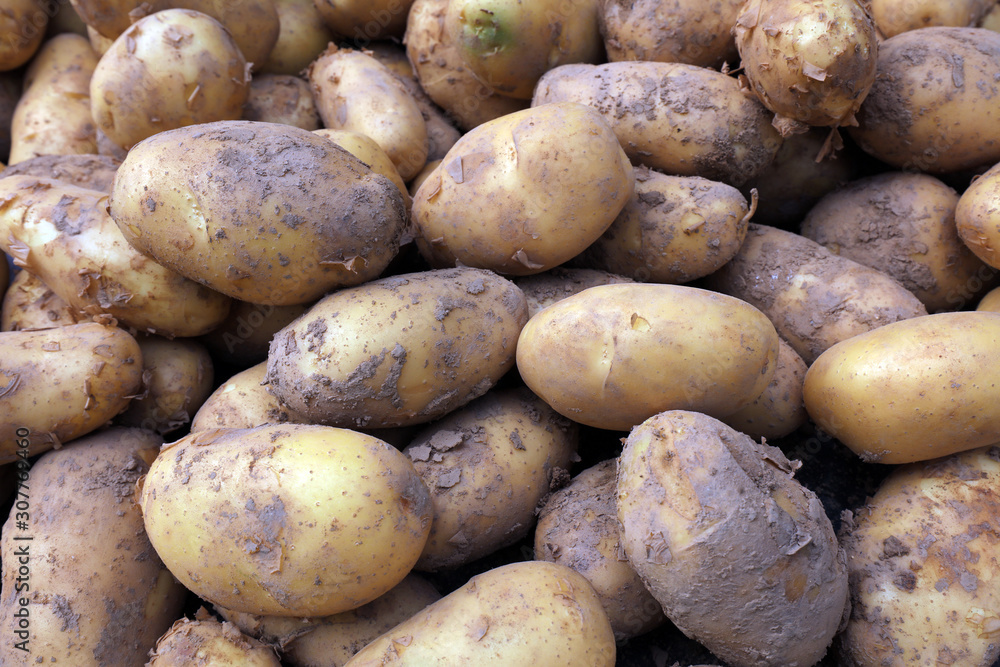 Potatoes piled together Potatoes piled together