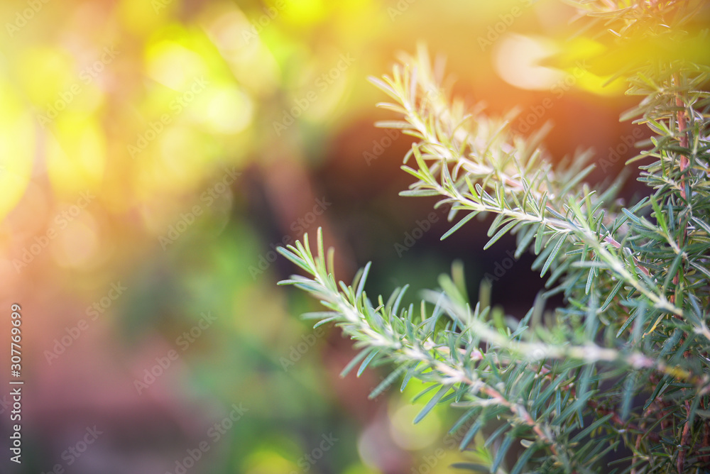 Organic rosemary plant growing in the garden for extracts essential oil / Fresh rosemary herbs nature green background Organic rosemary plant growing in the garden for extracts essential oil / Fresh rosemary herbs nature green background