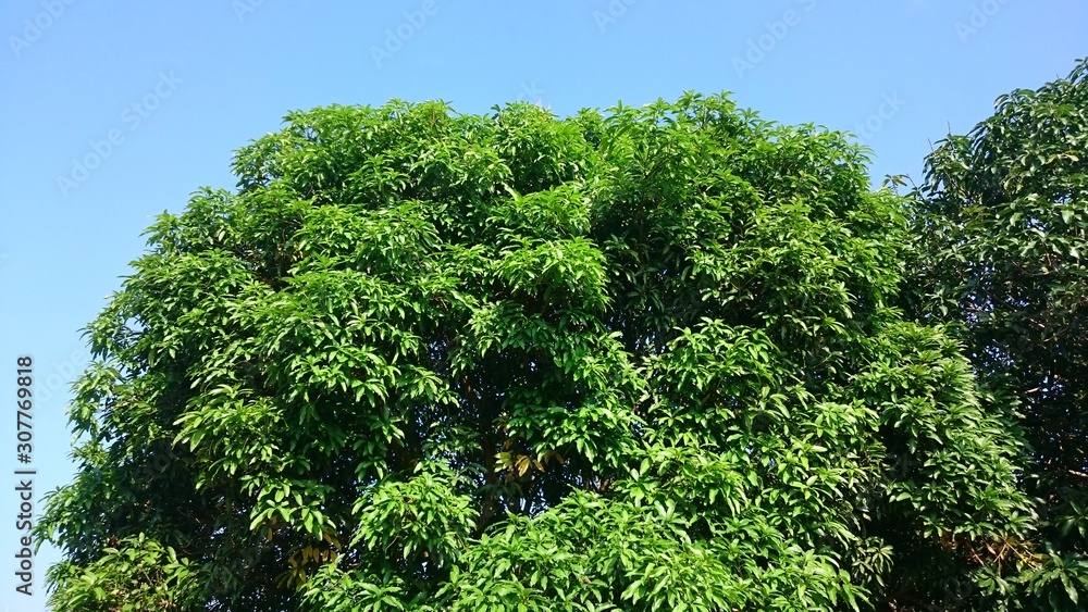 green leaves over blue sky