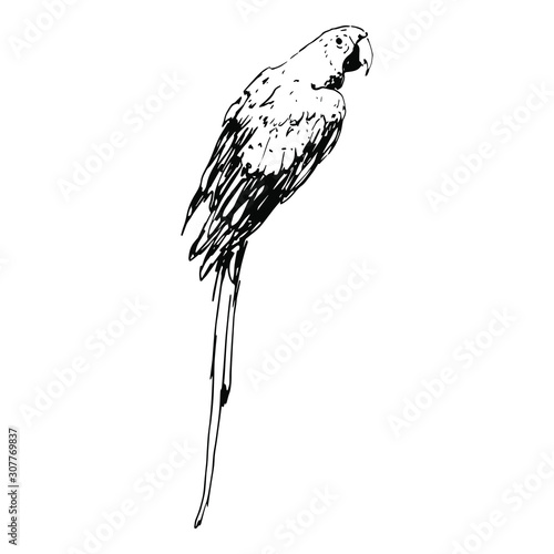 Isolated vector illustration of a tropical parrot bird. Scarlet macaw. Ara macao. Hand drawn linear ink sketch. Black and white silhouette.