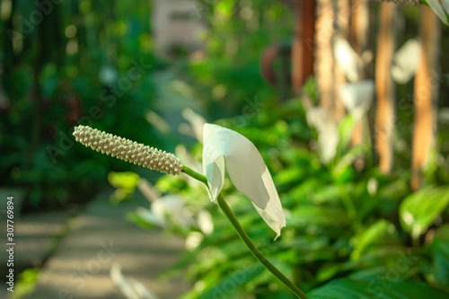 Anthurium flower (ID: 307769894)