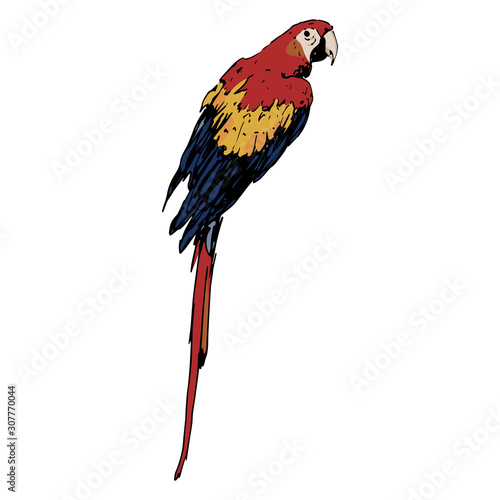 Isolated vector illustration of a tropical parrot bird. Scarlet macaw. Ara macao. Hand drawn colorful sketch.