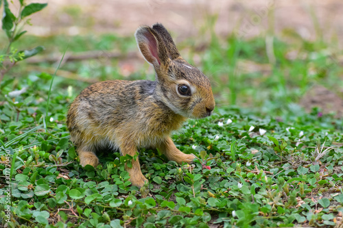 rabbit in the grass