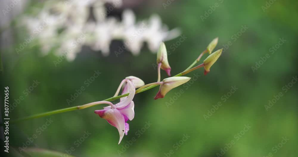 Beautiful orchid on the blur background Beautiful orchid on the blur background