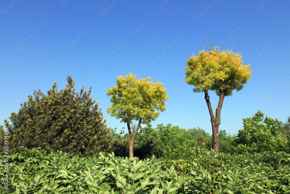 Fototapeta premium Botanical Garden View